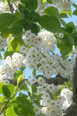 Carolina Silverbell Tree (Halesia ) - 1 Gallon Pot -Blossom Grove Store halesia tetraptera carolina mountain silverbell tree 16