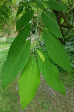 Carolina Silverbell Tree (Halesia ) - 1 Gallon Pot -Blossom Grove Store halesia tetraptera carolina mountain silverbell tree 7