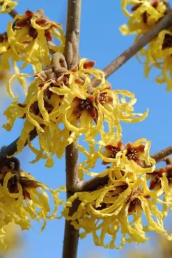 Arnold Promise Witch Hazel - 7 Gallon Pot -Blossom Grove Store hamamelis intermedia arnolds promise witch hazel 1