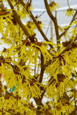 Arnold Promise Witch Hazel - 7 Gallon Pot -Blossom Grove Store hamamelis intermedia arnolds promise witch hazel 2