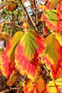 Arnold Promise Witch Hazel - 7 Gallon Pot -Blossom Grove Store hamamelis intermedia arnolds promise witch hazel 7