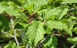 Arnold Promise Witch Hazel - 7 Gallon Pot -Blossom Grove Store hamamelis intermedia arnolds promise witch hazel 8