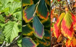 Arnold Promise Witch Hazel - 7 Gallon Pot -Blossom Grove Store hamamelis intermedia arnolds promise witch hazel 9