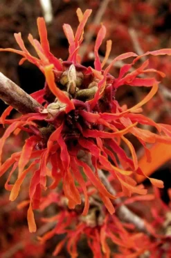 Diane Red Witch Hazel (Hamamelis X Intermedia) - 7 Gallon Pot -Blossom Grove Store hamamelis intermedia diane witch hazel 2