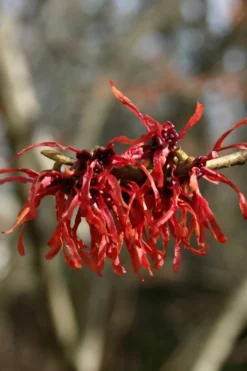 Diane Red Witch Hazel (Hamamelis X Intermedia) - 7 Gallon Pot -Blossom Grove Store hamamelis intermedia diane witch hazel 4
