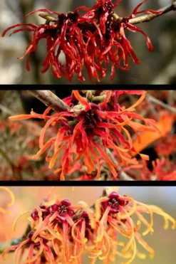 Diane Red Witch Hazel (Hamamelis X Intermedia) - 7 Gallon Pot -Blossom Grove Store hamamelis intermedia diane witch hazel 5