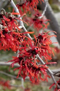 Diane Red Witch Hazel (Hamamelis X Intermedia) - 7 Gallon Pot -Blossom Grove Store hamamelis intermedia diane witch hazel 6