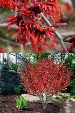 Diane Red Witch Hazel (Hamamelis X Intermedia) - 7 Gallon Pot -Blossom Grove Store hamamelis intermedia diane witch hazel 8