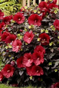 Summerific Holy Grail Hardy Hibiscus (Rose Mallow) - 3 Gallon Pot -Blossom Grove Store hibiscus summerific holy grail rose mallow 5