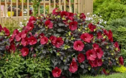 Summerific Holy Grail Hardy Hibiscus (Rose Mallow) - 3 Gallon Pot -Blossom Grove Store hibiscus summerific holy grail rose mallow 6