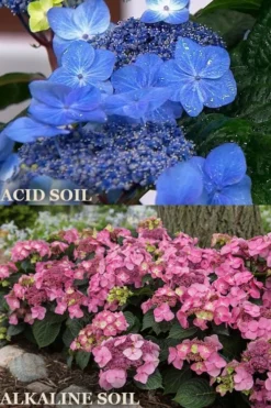 Endless Summer 'Pop Star' Hydrangea - 3 Gallon Pot -Blossom Grove Store hydrangea endless summer pop star 1