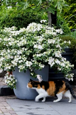 Fairytrail Bride Cascade Hydrangea - 1 Gallon Pot -Blossom Grove Store hydrangea fairytrail bride 7 1