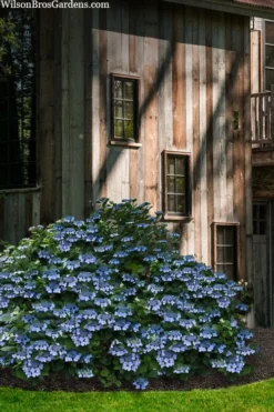 Blue Wave Lacecap Hydrangea - 3 Gallon Pot -Blossom Grove Store hydrangea macrophylla blue wave 22