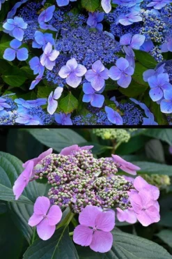 Blue Wave Lacecap Hydrangea - 3 Gallon Pot -Blossom Grove Store hydrangea macrophylla blue wave 24