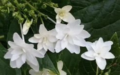 Fuji Waterfall Hydrangea - 3 Gallon Pot -Blossom Grove Store hydrangea macrophylla fuji waterfall 2