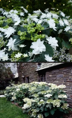 Fuji Waterfall Hydrangea - 3 Gallon Pot -Blossom Grove Store hydrangea macrophylla fuji waterfall 4