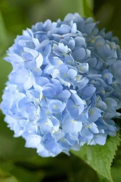 Penny Mac Hydrangea - 1 Gallon Pot -Blossom Grove Store hydrangea macrophylla penny mac 21 1