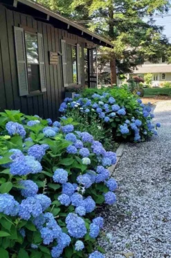 Penny Mac Hydrangea - 3 Gallon Pot -Blossom Grove Store hydrangea macrophylla penny mac 23