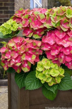 Tilt-A-Swirl Hydrangea - 3 Gallon Pot - SALE