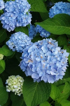 Mini Penny Hydrangea - 1 Gallon Pot 7 Mini Penny Hydrangea - 1 Gallon Pot -Blossom Grove Store hydrangea mini penny 500x750202 1