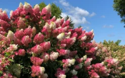 Berry White Panicle Hydrangea - 3 Gallon Pot -Blossom Grove Store hydrangea paniculata berry white 4
