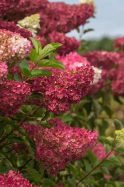 Berry White Panicle Hydrangea - 3 Gallon Pot -Blossom Grove Store hydrangea paniculata berry white 5