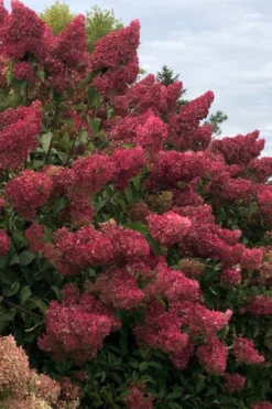Berry White Panicle Hydrangea - 3 Gallon Pot -Blossom Grove Store hydrangea paniculata berry white 7