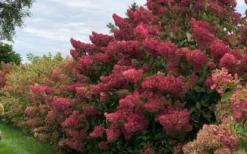 Berry White Panicle Hydrangea - 3 Gallon Pot -Blossom Grove Store hydrangea paniculata berry white 8