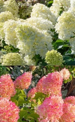 Silver Dollar Hydrangea - 3 Gallon Pot -Blossom Grove Store hydrangea silver dollar 4