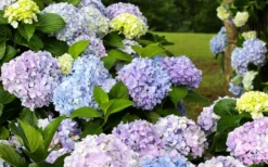 Dear Dolores Hydrangea - 3 Gallon Pot -Blossom Grove Store hydrangea20dear20delores