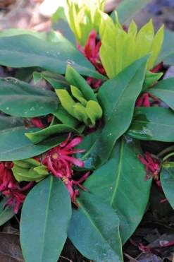 Swamp Hobbit Florida Anise (Illicium Floridanum) - 1 Gallon Pot 11 Swamp Hobbit Florida Anise (Illicium Floridanum) - 1 Gallon Pot -Blossom Grove Store illicium floridanum swamp hobbit florida anise 1