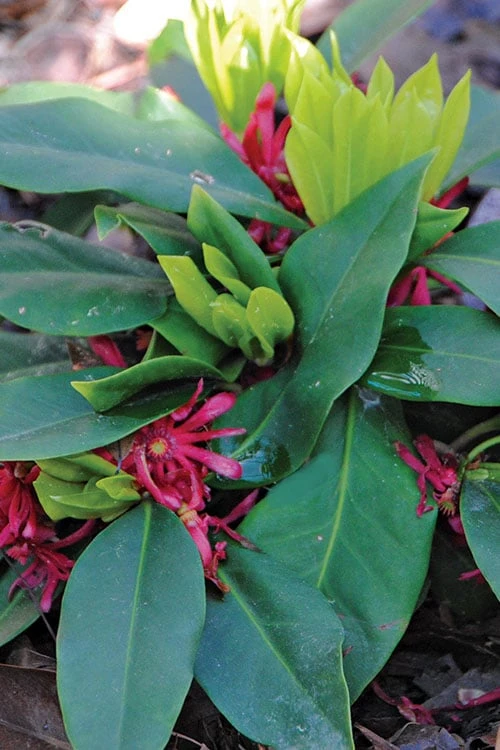 Swamp Hobbit Florida Anise (Illicium Floridanum) - 1 Gallon Pot 5 Swamp Hobbit Florida Anise (Illicium Floridanum) - 1 Gallon Pot - Image 5