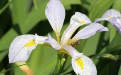 White Southern Flag Iris - 1 Gallon Pot 9 White Southern Flag Iris - 1 Gallon Pot -Blossom Grove Store iris virginica albus southern white flag iris 1