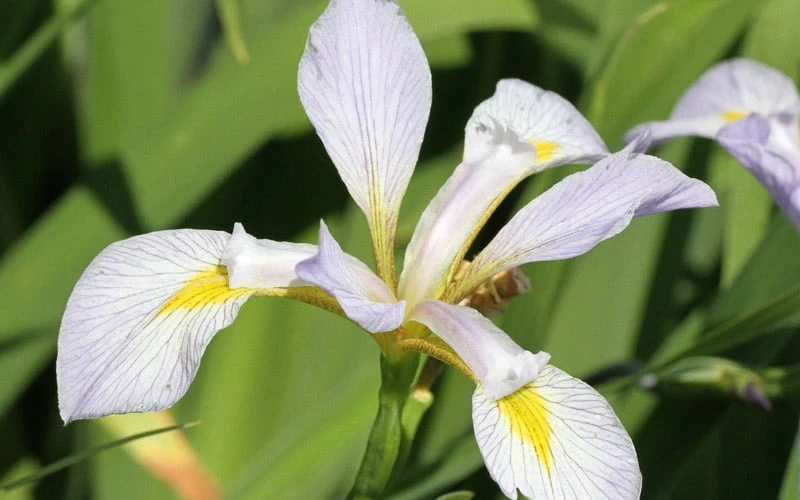 White Southern Flag Iris - 1 Gallon Pot 4 White Southern Flag Iris - 1 Gallon Pot - Image 4