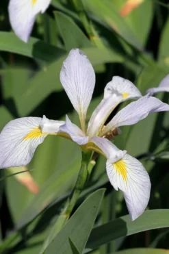 White Southern Flag Iris - 1 Gallon Pot 10 White Southern Flag Iris - 1 Gallon Pot -Blossom Grove Store iris virginica albus southern white flag iris 2