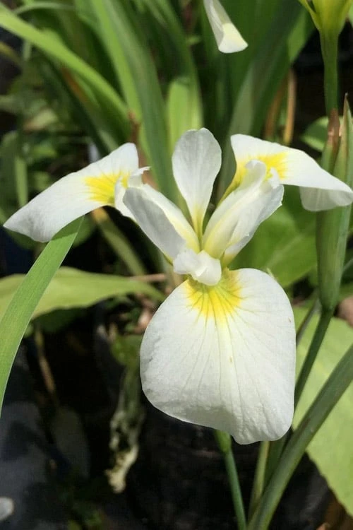 White Southern Flag Iris - 1 Gallon Pot 1 White Southern Flag Iris - 1 Gallon Pot