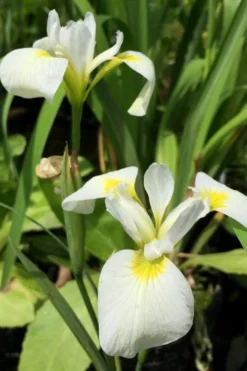 White Southern Flag Iris - 1 Gallon Pot 11 White Southern Flag Iris - 1 Gallon Pot -Blossom Grove Store iris virginica albus southern white flag iris 5