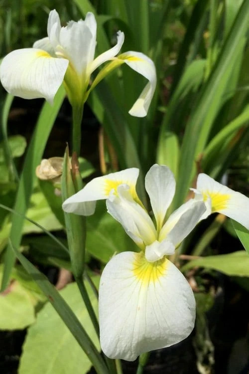 White Southern Flag Iris - 1 Gallon Pot 6 White Southern Flag Iris - 1 Gallon Pot - Image 6