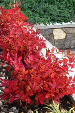 Scentlandia Sweetspire (Itea Virginica) - 3 Gallon Pot -Blossom Grove Store itea virginica scentlandia virginia sweetspire 7