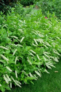 Virginia Sweetspire (Itea Virginica) - 1 Gallon Pot
