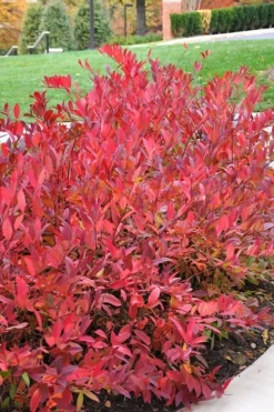 Virginia Sweetspire (Itea Virginica) - 2 Gallon Pot -Blossom Grove Store itea virginica virginia sweetspire 14