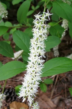 Virginia Sweetspire (Itea Virginica) - 2 Gallon Pot -Blossom Grove Store itea virginica virginia sweetspire 7
