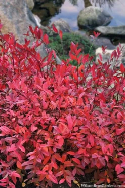 Virginia Sweetspire (Itea Virginica) - 2 Gallon Pot -Blossom Grove Store itea virginica virginia sweetspire 8