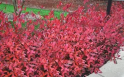 Virginia Sweetspire (Itea Virginica) - 2 Gallon Pot -Blossom Grove Store itea virginica virginia sweetspire 9