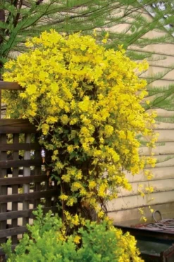 Carolina Yellow Jasmine (Jessamine) Gelsemium Sempervirens - 1 Gallon Pot -Blossom Grove Store jasmine carolina 21 1