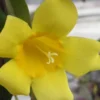 Carolina Yellow Jasmine - Jessamine (Gelsium Sempervirens) - 6 Pack Of 1 Gallon Pots