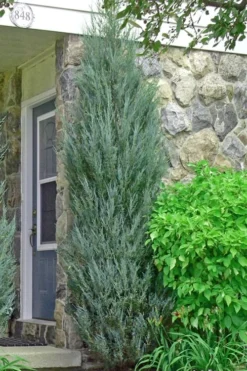 Skyrocket Columnar Juniper - 6 Pack Of 1 Gallon Pots -Blossom Grove Store juniper skyrocket 2