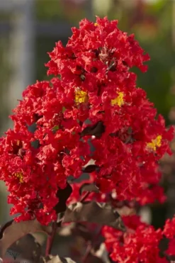 Black Diamond Best Red Crape Myrtle (Single Trunk Tree) - 7 Gallon Pot -Blossom Grove Store lagerstroemia black diamond best red crape myrtle tree 2 1