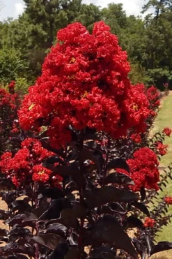 Black Diamond Best Red Crape Myrtle (Single Trunk Tree) - 7 Gallon Pot -Blossom Grove Store lagerstroemia black diamond best red crape myrtle tree 3 1