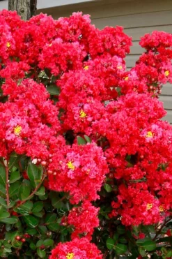 Enduring Summer Red Crape Myrtle Tree (Single Trunk) - 7 Gallon Pot 9 Enduring Summer Red Crape Myrtle Tree (Single Trunk) - 7 Gallon Pot -Blossom Grove Store lagerstroemia enduring summer red crape myrtle single trunk tree 1